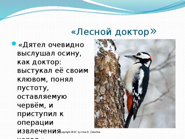 «Лесной доктор » «Дятел очевидно выслушал осину, как доктор: выстукал её своим клювом, понял пустоту, оставляемую червём, и приступил к операции извлечения червя.» Copyright 2017, by Irina N. Zabotina