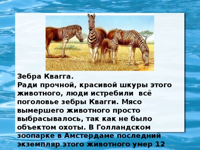 Зебра Квагга. Ради прочной, красивой шкуры этого животного, люди истребили всё поголовье зебры Квагги. Мясо вымершего животного просто выбрасывалось, так как не было объектом охоты. В Голландском зоопарке в Амстердаме последний экземпляр этого животного умер 12 августа 1883 года.