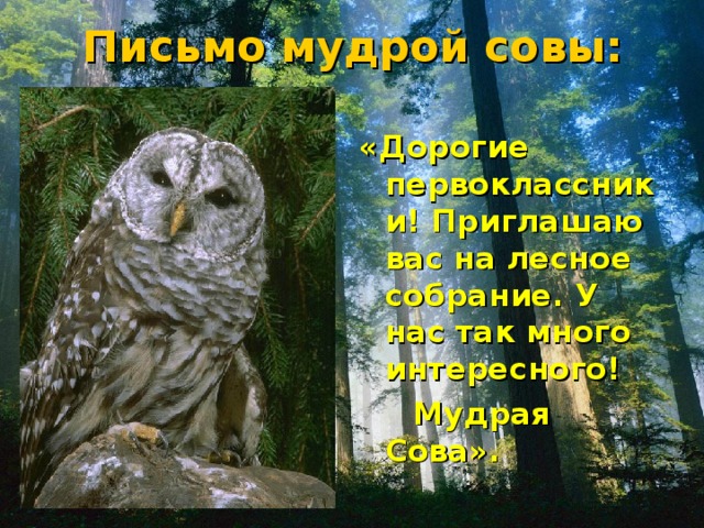 Письмо мудрой совы: «Дорогие первоклассники! Приглашаю вас на лесное собрание. У нас так много интересного!  Мудрая Сова».