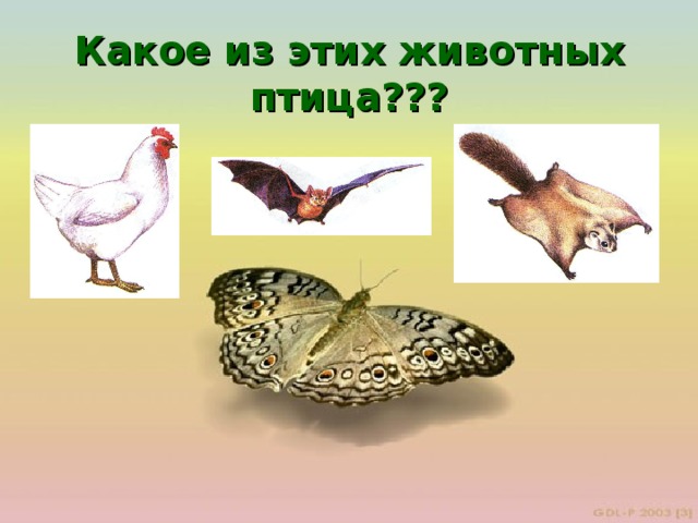 Какое из этих животных птица???