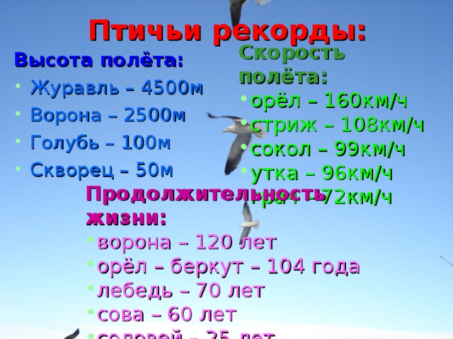 Сколько скорость птицы