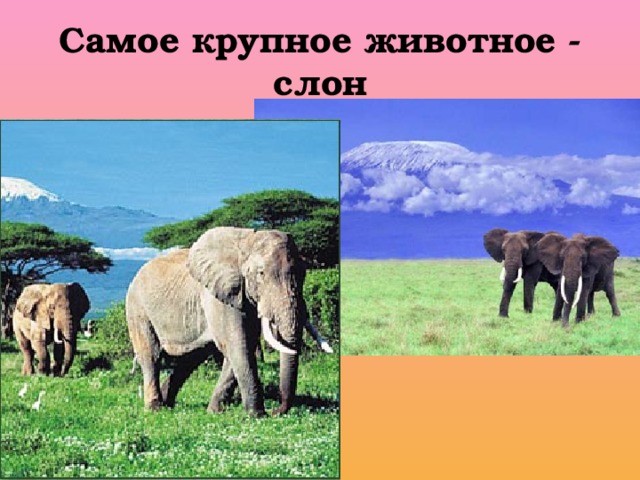 Самое крупное животное - слон