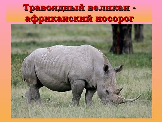 Травоядный великан - африканский носорог