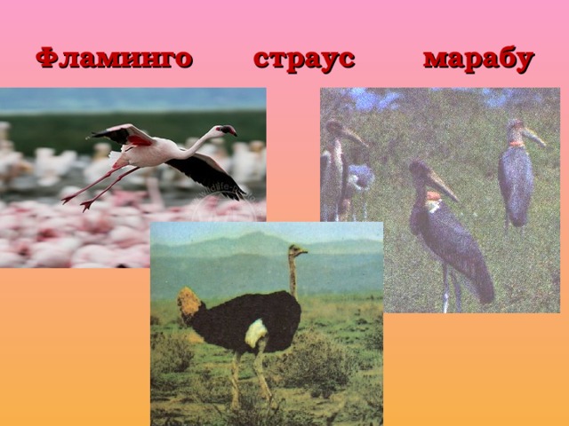 Фламинго   страус  марабу