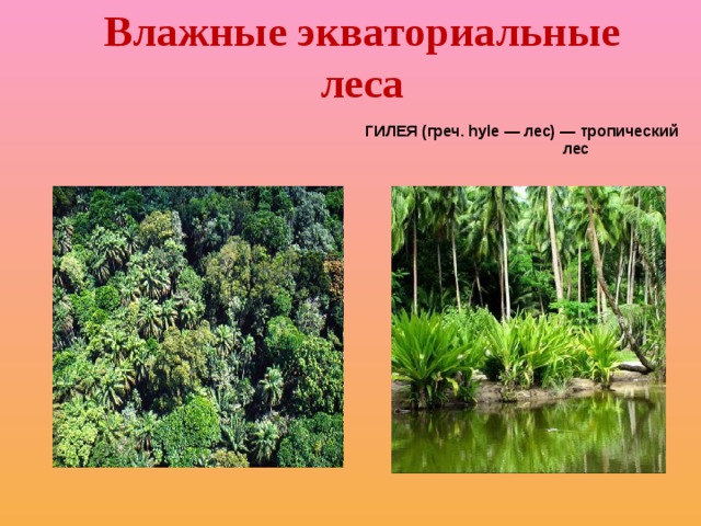Влажные экваториальные леса  ГИЛЕЯ (греч. hyle — лес) — тропический лес
