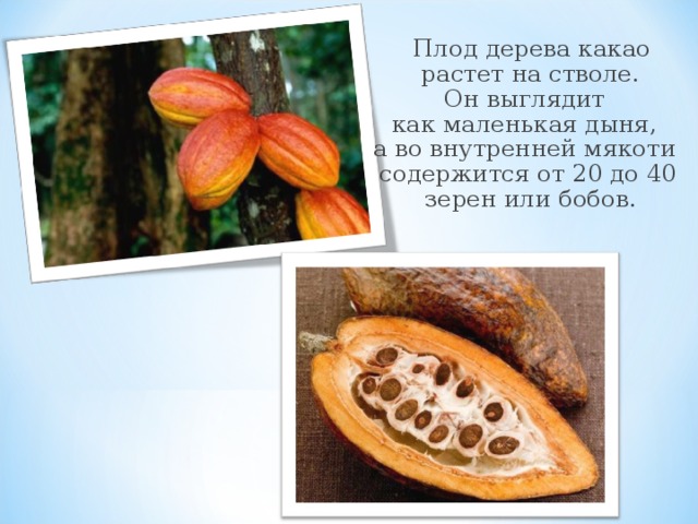 Плод дерева какао растет на стволе. Он выглядит как маленькая дыня, а во внутренней мякоти содержится от 20 до 40 зерен или бобов.