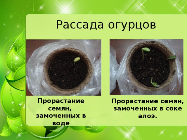 Рассада огурцов Прорастание семян, замоченных в воде Прорастание семян, замоченных в соке алоэ.