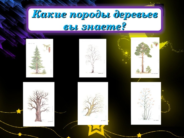 1 Какие породы деревьев вы знаете?