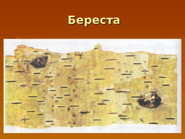 Береста