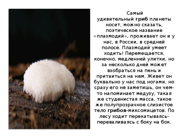   Самый удивительный  гриб  планеты носит, можно сказать, поэтическое название «плазмодий», проживает он и у нас, в России, в средней полосе. Плазмодий умеет ходить! Перемещается, конечно, медленней улитки, но за несколько дней может взобраться на пень и притаиться на нем. Живет он буквально у нас под ногами, но сразу его не заметишь, он чем-то напоминает медузу, такая же студенистая масса, такое же полупрозрачное слизистое тело  грибов -миксомицетов. По лесу ходит перекатываясь-переваливаясь с боку на бок.
