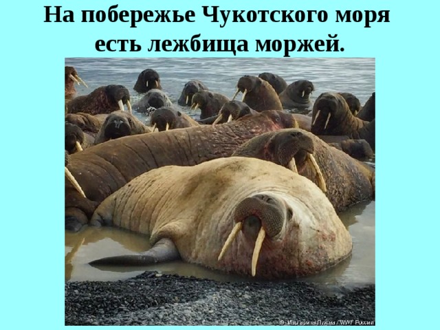 На побережье Чукотского моря  есть лежбища моржей.