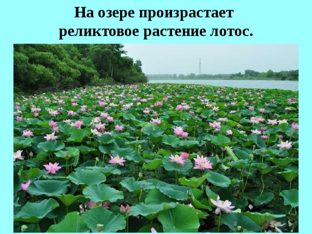 На озере произрастает  реликтовое растение лотос.