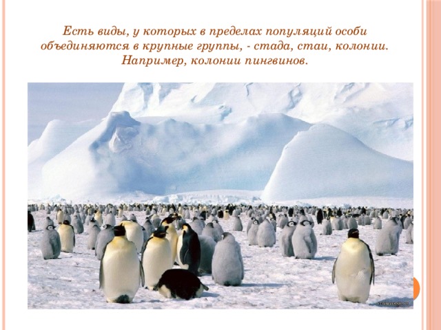 Есть виды, у которых в пределах популяций особи объединяются в крупные группы, - стада, стаи, колонии. Например, колонии пингвинов.