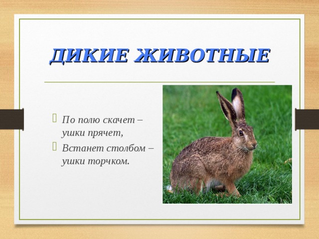 ДИКИЕ ЖИВОТНЫЕ