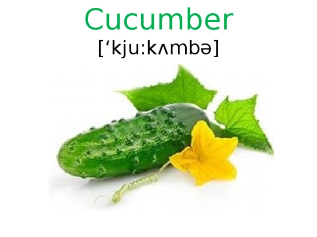 Cucumber [‘kju:kʌmbə]