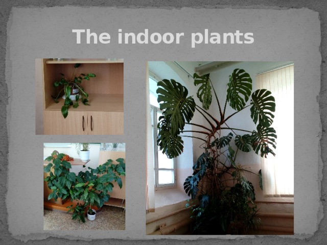 The indoor plants