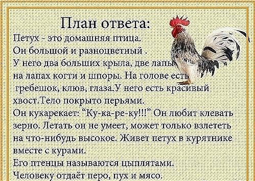 Отвечайте петухи. Расскажи -ка домашняя птица. Расскажи ка домашние птицы. Расскажи-ка Дикие животные план ответа.