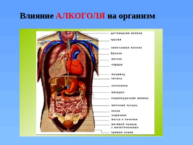 Влияние АЛКОГОЛЯ  на организм