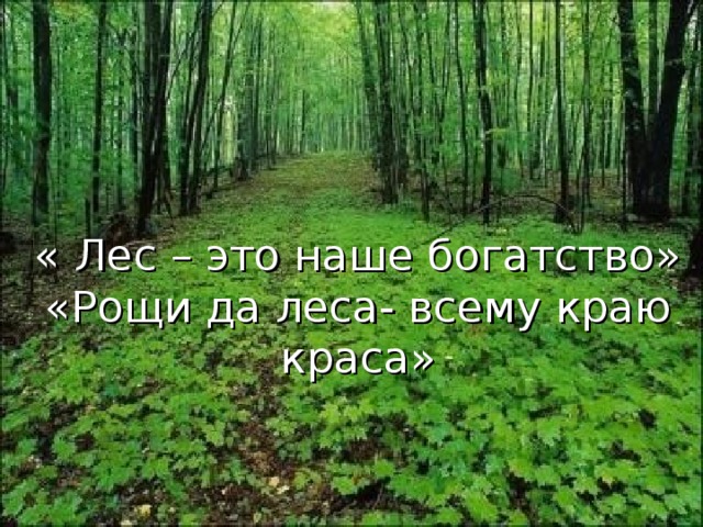 « Лес – это наше богатство»  «Рощи да леса- всему краю краса»