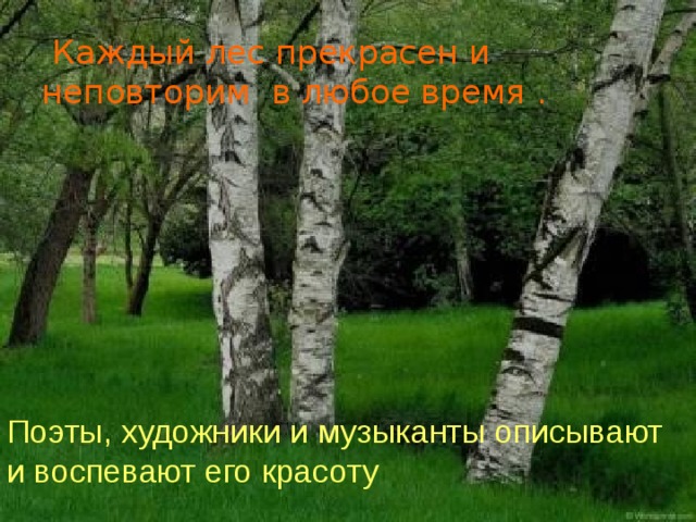 Каждый лес прекрасен и неповторим в любое время . Поэты, художники и музыканты описывают и воспевают его красоту