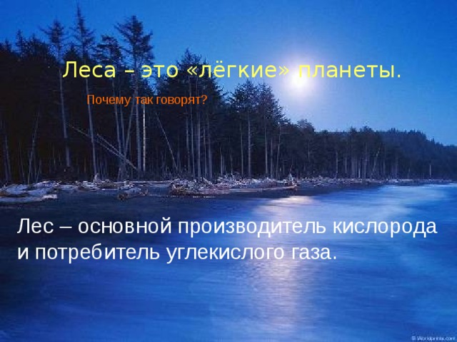 Леса – это «лёгкие» планеты.  Почему так говорят? Лес – основной производитель кислорода  и потребитель углекислого газа.