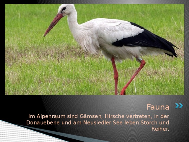 Fauna Im Alpenraum sind Gämsen, Hirsche vertreten, in der Donauebene und am Neusiedler See leben Storch und Reiher.