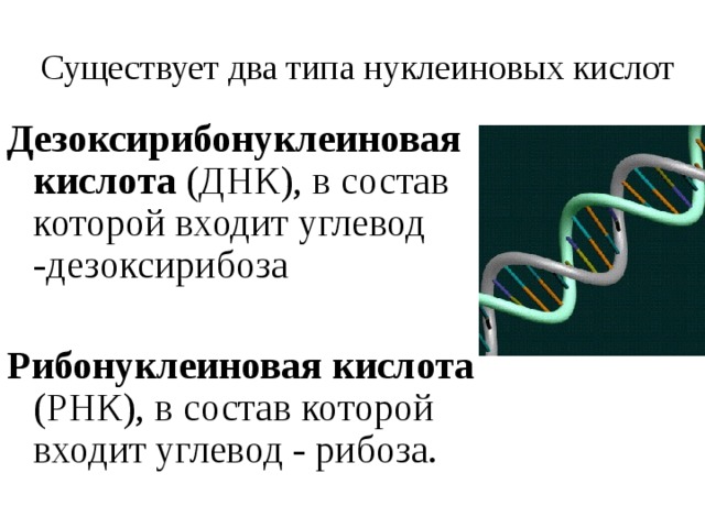 Существует два типа нуклеиновых кислот Дезоксирибонуклеиновая кислота (ДНК), в состав которой входит углевод -дезоксирибоза Рибонуклеиновая кислота (РНК), в состав которой входит углевод - рибоза.