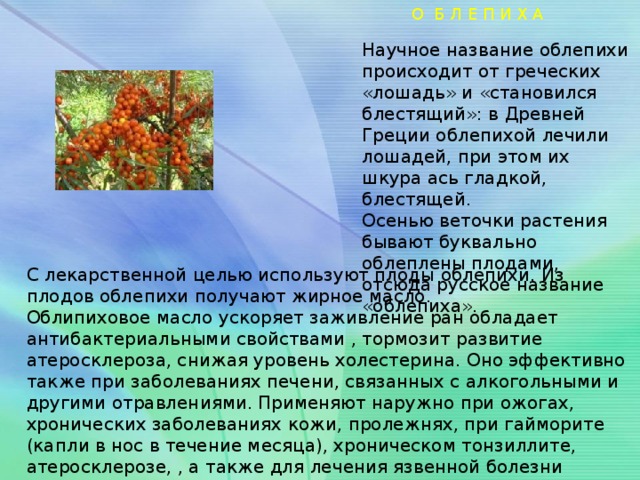 О Б Л Е П И Х А Научное название облепихи происходит от греческих «лошадь» и «становился блестящий»: в Древней Греции облепихой лечили лошадей, при этом их шкура ась гладкой, блестящей. Осенью веточки растения бывают буквально облеплены плодами, отсюда русское название «облепиха». С лекарственной целью используют плоды облепихи. Из плодов облепихи получают жирное масло. Облипиховое масло ускоряет заживление ран обладает антибактериальными свойствами , тормозит развитие атеросклероза, снижая уровень холестерина. Оно эффективно также при заболеваниях печени, связанных с алкогольными и другими отравлениями. Применяют наружно при ожогах, хронических заболеваниях кожи, пролежнях, при гайморите (капли в нос в течение месяца), хроническом тонзиллите, атеросклерозе, , а также для лечения язвенной болезни желудка.