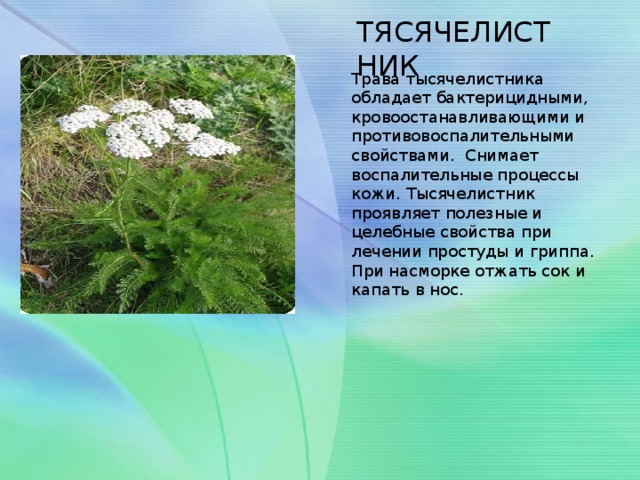 ТЯСЯЧЕЛИСТНИК Трава тысячелистника обладает бактерицидными, кровоостанавливающими и противовоспалительными свойствами. Снимает воспалительные процессы кожи. Тысячелистник проявляет полезные и целебные свойства при лечении простуды и гриппа. При насморке отжать сок и капать в нос.