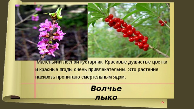 Маленький лесной кустарник. Красивые душистые цветки и красные ягоды очень привлекательны. Это растение насквозь пропитано смертельным ядом. Волчье лыко