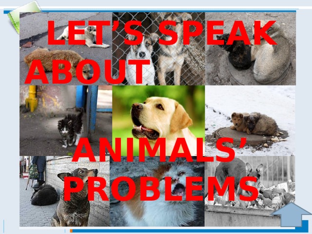 LET’S SPEAK ABOUT ANIMALS’ PROBLEMS