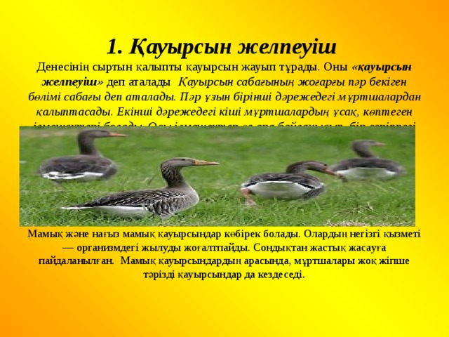 1. Қауырсын желпеуіш  Денесінің сыртын қалыпты қауырсын жауып тұрады. Оны «қауырсын желпеуіш» деп аталады Қауырсын сабағының жоғарғы пәр бекіген бөлімі сабағы деп аталады. Пәр ұзын бірінші дәрежедегі мұртшалардан қалыптасады. Екінші дәрежедегі кіші мұртшалардың ұсақ, көптеген ілмешектері болады. Осы ілмешектер өз ара байланысып, бір серіппелі тақташа желпеуіш құрайды.     2.Мамық қауырсыны.  Мамық және нағыз мамық қауырсындар көбірек болады. Олардың негізгі қызметі — организмдегі жылуды жоғалтпайды. Сондықтан жастық жасауға пайдаланылған. Мамық қауырсындардың арасында, мұртшалары жоқ жіпше тәрізді қауырсындар да кездеседі .