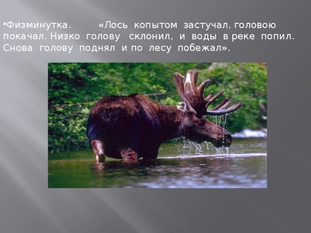 Физминутка. «Лось копытом застучал, головою покачал. Низко голову склонил, и воды в реке попил. Снова голову поднял и по лесу побежал».