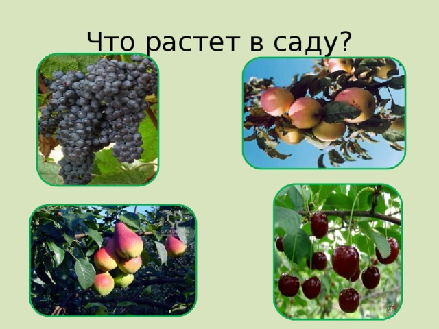 Что растет в саду?