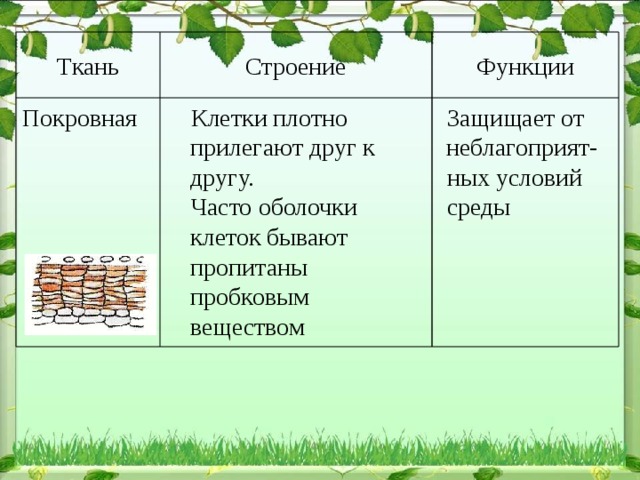 Ткань Функции Строение  Защищает от неблагоприят- Покровная  Клетки плотно прилегают друг к другу.  ных условий  Часто оболочки клеток бывают пропитаны пробковым веществом  среды