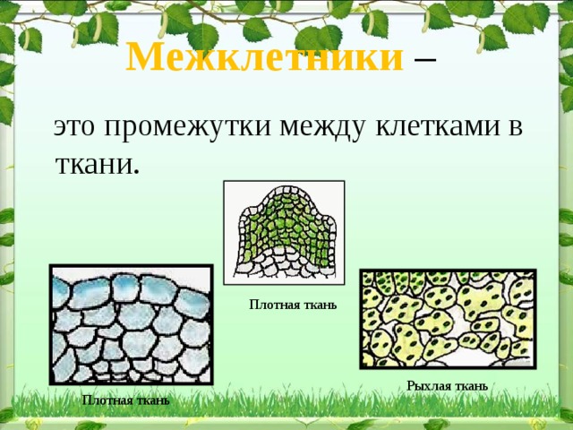 Межклетники –  это промежутки между клетками в ткани. Плотная ткань Рыхлая ткань Плотная ткань