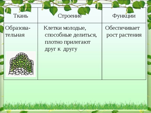 Функции Строение Ткань  Обеспечивает рост растения  Клетки молодые, способные делиться, плотно прилегают друг к другу Образова- тельная