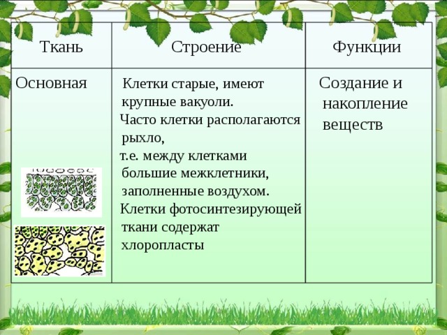 Функции Строение Ткань  Создание и накопление веществ  Клетки старые, имеют крупные вакуоли. Основная  Часто клетки располагаются рыхло,  т.е. между клетками большие межклетники, заполненные воздухом.  Клетки фотосинтезирующей ткани содержат хлоропласты