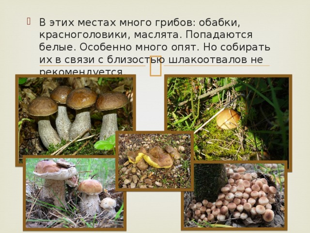 В этих местах много грибов: обабки, красноголовики, маслята. Попадаются белые. Особенно много опят. Но собирать их в связи с близостью шлакоотвалов не рекомендуется.