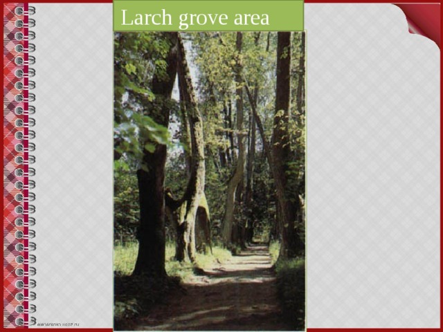 Larch grove area