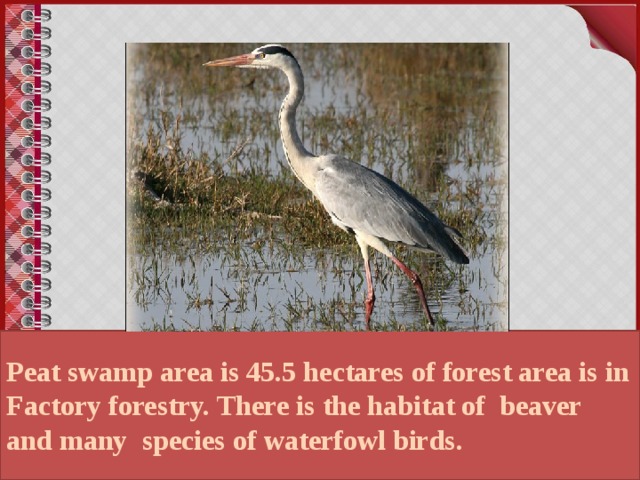 Peat swamp area is ​​45.5 hectares of forest area is in Factory forestry. There is the habitat of beaver and many species of waterfowl birds.