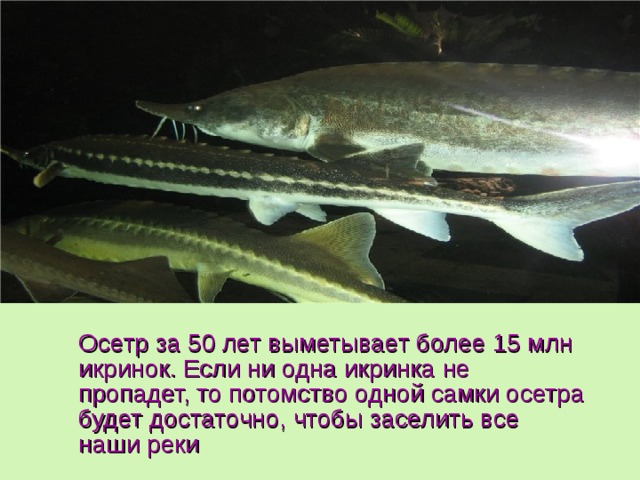 Осетр за 50 лет выметывает более 15 млн икринок. Если ни одна икринка не пропадет, то потомство одной самки осетра будет достаточно, чтобы заселить все наши реки