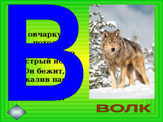 На овчарку он похож. Что ни зуб – то острый нож! Он бежит, оскалив пасть, На овцу готов напасть.