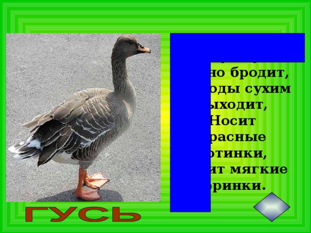 По лужку он важно бродит,  Из воды сухим выходит,  Носит красные ботинки,  Дарит мягкие перинки.