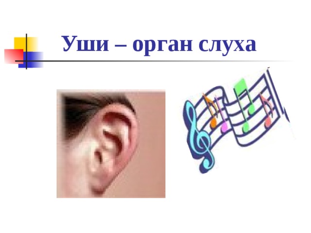 Уши – орган слуха