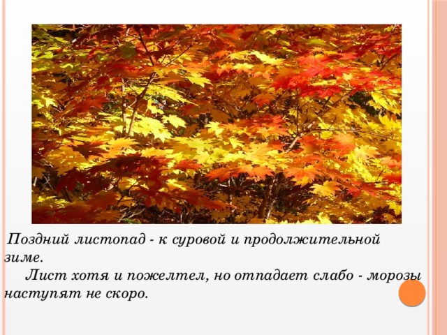 Поздний листопад - к суровой и продолжительной зиме.  Лист хотя и пожелтел, но отпадает слабо - морозы наступят не скоро.