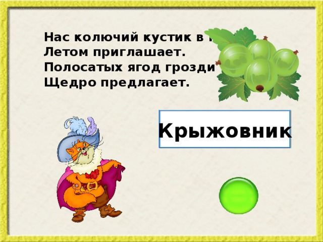 Нас колючий кустик в гости Летом приглашает. Полосатых ягод грозди Щедро предлагает. Крыжовник