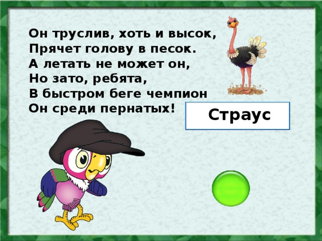 Он труслив, хоть и высок, Прячет голову в песок. А летать не может он, Но зато, ребята, В быстром беге чемпион Он среди пернатых! Страус