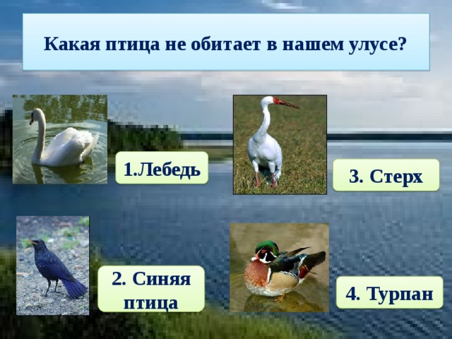 Какая птица не обитает в нашем улусе? 1.Лебедь 3. Стерх 2. Синяя птица 4. Турпан