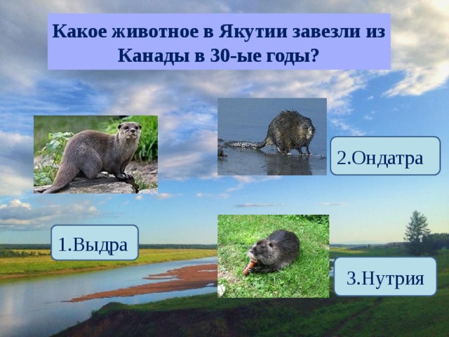 Какое животное в Якутии завезли из Канады в 30-ые годы? 2.Ондатра 1.Выдра 3.Нутрия